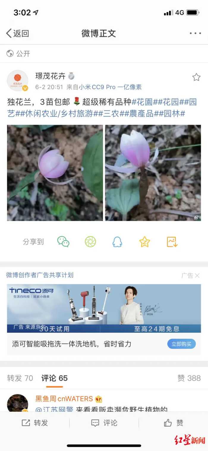 “植物熊猫”独花兰竟被公开售卖 无锡一网店发微博称“3苗包邮”