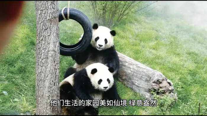 民间故事：熊猫兄妹的传奇故事