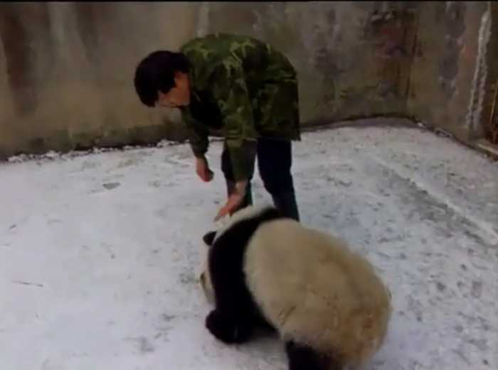 大熊猫高高的传奇熊生：三次放归都要回家，混上编制后记恨奶爸！