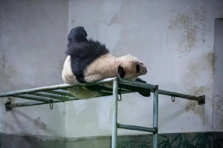 大熊猫高高的传奇熊生：三次放归都要回家，混上编制后记恨奶爸！