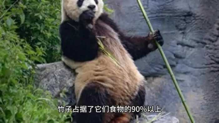 在传说中，大熊猫有着各种有趣的故事